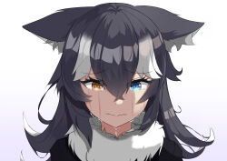 Rule 34 | 1girl, absurdres, animal ears, biting, black hair, blue eyes, commentary, crying, crying with eyes open, dripping, ears down, english commentary, eyelashes, fur collar, furrowed brow, gradient background, grey wolf (kemono friends), hair between eyes, heterochromia, highres, kemono friends, long hair, looking at viewer, lullaby (softgentlelully), multicolored hair, parted lips, sad, solo, streaming tears, tears, two-tone hair, upper body, white hair, wolf ears, yellow eyes
