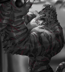 Rule 34 | 1boy, abs, absurdres, animal ears, arknights, bara, black pants, blurry, blurry background, bounsies, clenched teeth, exercising, facial hair, from side, furry, furry male, goatee, hands up, highres, large hands, large pectorals, male focus, mountain (arknights), muscular, muscular male, navel hair, pants, pectorals, scar, scar across eye, scar on face, scar on stomach, scar on tail, short hair, solo, stomach, sweat, teeth, thick arms, tiger boy, tiger ears, topless male, weightlifting, white fur, white hair