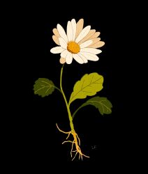 Rule 34 | black background, commentary, daisy, english commentary, flower, flower focus, highres, leaf, libbyframe, no humans, original, plant, plant roots, simple background, still life, white flower