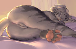 Rule 34 | 1girl, animal ears, animal hands, anus, ass, backlighting, body fur, cat ears, cat girl, cat tail, cleft of venus, closed eyes, female focus, furry, furry female, grey fur, kikurage (crayon arts), lying, nude, on bed, on side, open mouth, original, pawpads, pussy, silver hair, sleeping, solo, tail, uncensored