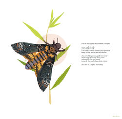 Rule 34 | animal, animal focus, bug, commentary, death&#039;s head hawkmoth, english commentary, english text, gatoiberico, highres, insect, moth, no humans, original, poem, simple background, white background