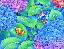 Rule 34 | 1girl, bad id, bad pixiv id, blue eyes, blue hair, cape, cloak, colored pencil (medium), colorful, eye contact, flower, hoshina (kinoko), hydrangea, leaf, looking at another, mini person, minigirl, one eye closed, original, short hair, shorts, snail, traditional media, water, water drop, wink