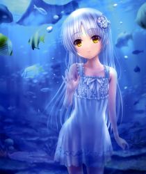 Rule 34 | 10s, 1girl, absurdres, against glass, angel beats!, angelfish, coral, dress, fish, goto p, hair ornament, highres, long hair, parted lips, pisces (zodiac), see-through, silver hair, solo, stingray, sundress, tenshi (angel beats!), tropical fish, underwater, yellow eyes, zodiac