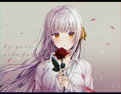 Rule 34 | 1girl, blush, breasts, brown eyes, cleavage, collarbone, collared shirt, commentary request, english text, floating hair, flower, grey background, grey hair, hands up, highres, holding, holding flower, letterboxed, long fingers, long hair, long sleeves, looking at viewer, medium breasts, original, own hands together, parted lips, petals, red flower, red rose, rose, seno (senohime), shirt, sleeves past wrists, solo, white shirt