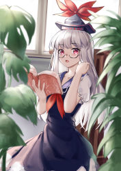 Rule 34 | 1girl, :o, absurdres, ailu elf, backlighting, bamboo, bespectacled, blue dress, blurry, blurry background, blurry foreground, book, branch, breasts, collarbone, cowboy shot, depth of field, dress, flower pot, glasses, grey hair, hand up, hat, highres, holding, holding book, indoors, kamishirasawa keine, leaf, long hair, medium breasts, open book, open mouth, overexposure, palm tree, pinafore dress, pink eyes, plant, potted plant, puffy short sleeves, puffy sleeves, semi-rimless eyewear, short sleeves, sleeveless dress, solo, touhou, tree, very long hair, vines, window
