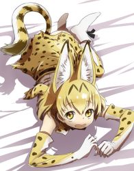 Rule 34 | 10s, 1girl, :d, animal ears, bare shoulders, bed sheet, bow, bowtie, cat ears, cat tail, clenched hands, commentary request, dress, elbow gloves, eyebrows, eyelashes, footwear ribbon, full body, gloves, hair between eyes, kemono friends, looking at viewer, lying, on stomach, open mouth, orange hair, ribbon, ribbon-trimmed clothes, ribbon-trimmed skirt, ribbon trim, sanpaku, serval (kemono friends), serval print, serval tail, shadow, shirt, short hair, sketch, skirt, sleeveless, sleeveless dress, sleeveless shirt, smile, socks, solo, striped tail, tail, tareme, white footwear, white sleeves, yellow eyes, yoshida on