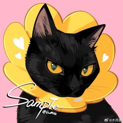 animal_focus artist_name black_cat cat chinese_commentary commentary_request eromkk heart no_humans original pink_background sample_watermark simple_background upper_body watermark weibo_watermark whiskers yellow_eyes