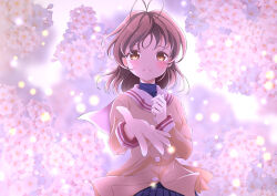 Rule 34 | 1girl, antenna hair, blurry, blurry background, blush, brown eyes, brown hair, cherry blossoms, clannad, commentary request, depth of field, eyelashes, floating clothes, floating hair, floral background, flower, foreshortening, furukawa nagisa, hair between eyes, hand up, hato maron, highres, jacket, light particles, long sleeves, looking at viewer, medium hair, open mouth, pink flower, reaching, reaching towards viewer, sailor collar, school uniform, smile, solo, teeth, upper body, upper teeth only, white sailor collar, wind, wind lift, yellow jacket