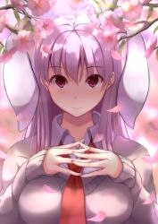 Rule 34 | 1girl, animal ears, breasts, cherry blossoms, dappled sunlight, extra ears, eyebrows, hair between eyes, high collar, highres, interlocked fingers, large breasts, long hair, long sleeves, looking at viewer, necktie, nicoby, pink eyes, purple hair, rabbit ears, red necktie, reisen udongein inaba, smile, solo, sunlight, touhou, upper body