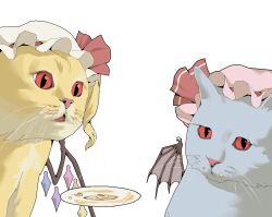 Rule 34 | animalization, bat wings, bow, cat, crumbs, flandre scarlet, hat, highres, looking at viewer, meme, mob cap, pink headwear, plate, rainbow wings, red bow, red eyes, remilia scarlet, talking cats (meme), touhou, white background, white headwear, wings, youpofen