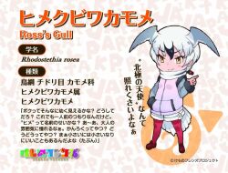 Rule 34 | 1girl, animal ears, extra ears, kemono friends, looking at viewer, official art, ross&#039;s gull (kemono friends), simple background, solo, tail, yoshizaki mine