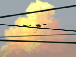 Rule 34 | artist name, blue sky, bug, cloud, commentary, day, dragonfly, english commentary, bug, making-of available, mclelun, no humans, original, outdoors, power lines, sky