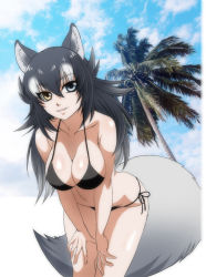 Rule 34 | 1girl, animal ears, beach, bikini, black bikini, black hair, blue eyes, blue sky, breasts, cleavage, cloud, collarbone, commentary, commentary request, day, grey wolf (kemono friends), halterneck, heterochromia, kemono friends, large breasts, looking at viewer, multicolored hair, open mouth, outdoors, palm tree, saijouji reika, sky, solo, string bikini, swimsuit, tail, tree, two-tone hair, white hair, wolf ears, wolf girl, wolf tail, yellow eyes