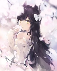 Rule 34 | 1girl, animal ears, black hair, cat ears, cherry blossoms, choker, commentary request, cowboy shot, dress, flower, hair ribbon, highres, holding, holding flower, long hair, original, parted lips, ribbon, solo, sweater, sweater dress, swept bangs, tr (hareru), yellow eyes