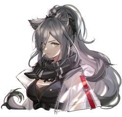Rule 34 | 1girl, animal ear fluff, animal ears, arknights, black scarf, breasts, cat ears, chromatic aberration, grey eyes, grey hair, highres, jacket, long hair, looking at viewer, medium breasts, open clothes, open jacket, ponytail, scarf, schwarz (arknights), simple background, solo, upper body, wenquangua, white background, white jacket
