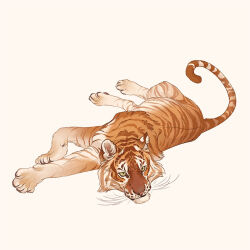 Rule 34 | animal, animal focus, closed mouth, full body, looking afar, lying, no humans, norapotwora, on side, original, simple background, tiger, white background