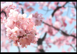 Rule 34 | absurdres, black border, blue sky, blurry, blurry background, border, branch, cherry blossoms, close-up, commentary request, day, depth of field, flower, highres, n bayashi, nature, no humans, original, photorealistic, pink flower, realistic, scenery, sky, still life