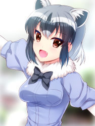 Rule 34 | 10s, 1girl, :d, animal ears, bad id, bad pixiv id, black legwear, blue background, blue shirt, blurry, bow, bowtie, breasts, brown eyes, common raccoon (kemono friends), depth of field, elbow gloves, fang, fur collar, gloves, grey hair, kemono friends, looking at viewer, medium breasts, multicolored hair, open mouth, outstretched arms, puffy short sleeves, puffy sleeves, raccoon ears, shirt, short hair, short sleeves, smile, solo, spread arms, totokichi, upper body