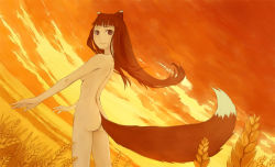 Rule 34 | 1girl, animal ears, ass, breasts, brown eyes, brown hair, brown theme, cloud, dutch angle, artistic error, field, haruno, haruno sora, holo, long hair, nude, sky, small breasts, solo, spice and wolf, tail, wheat, wind, wolf ears, wolf tail
