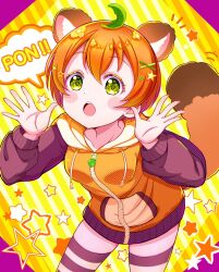 Rule 34 | 1girl, animal ears, blush, blush stickers, green eyes, hair ornament, hands up, highres, hood, hoodie, hoshizora rin, keplerlovelive, leaf, leaf on head, long sleeves, love live!, nail polish, open mouth, orange hair, raccoon ears, raccoon tail, short hair, solo, star (symbol), star hair ornament, striped background, striped clothes, striped thighhighs, tail, thighhighs, x hair ornament