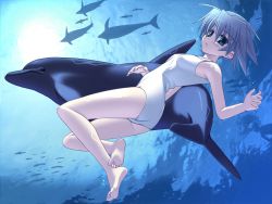 Rule 34 | 1girl, air bubble, ass, barefoot, blue eyes, blue hair, breasts, bubble, copyright request, dolphin, feet, freediving, highres, ninozen, ocean, one-piece swimsuit, silhouette, small breasts, solo, swimsuit, twisted torso, underwater, water, white one-piece swimsuit