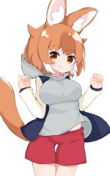 Rule 34 | 1girl, absurdres, animal ears, berusa (berutoo), blue jacket, bob cut, brown eyes, brown hair, closed mouth, commentary, cowboy shot, dhole (kemono friends), dog ears, dog girl, dog tail, extra ears, grey hoodie, highres, hood, hood down, hoodie, jacket, kemono friends, kemono friends 3, letterman jacket, long sleeves, looking at viewer, midriff peek, multicolored hair, open clothes, open jacket, red shorts, short hair, shorts, simple background, smile, solo, standing, tail, thigh gap, w arms, white background, white hair