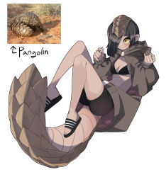 Rule 34 | 1girl, absurdres, bad id, bad pixiv id, black footwear, black shorts, brown hair, brown jacket, brown scales, flip-flops, floating, full body, gomulgong, hair over one eye, hands up, highres, hood, jacket, knees up, long sleeves, medium hair, midriff, monster girl, open clothes, original, pangolin, pangolin tail, personification, photo inset, pointy ears, reference inset, sandals, scales, shorts, simple background, sleeves past wrists, smile, solo, two-sided fabric, white background, yellow eyes