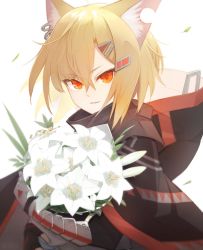 Rule 34 | 1girl, animal ear fluff, animal ears, arknights, birb b304, black jacket, blonde hair, bouquet, commentary, ear piercing, english commentary, fang, flower, gauntlets, hair between eyes, hair ornament, hairclip, holding, holding bouquet, hood, hood down, hooded jacket, jacket, looking at viewer, orange eyes, parted lips, piercing, solo, upper body, vermeil (arknights), white background, white flower