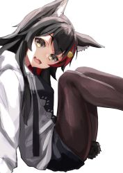 Rule 34 | 1girl, absurdres, animal ear fluff, animal ears, black hair, black shorts, blush, brown pantyhose, drawstring, fang, flipped hair, hair between eyes, hair ornament, highres, hololive, hood, hoodie, long hair, long sleeves, looking at viewer, multicolored hair, ookami mio, ookami mio (casual), open mouth, pantyhose, paw print, red hair, short shorts, shorts, sitting, skin fang, smile, solo, starkamisan, streaked hair, tail, tail around own leg, tail wrap, virtual youtuber, white background, white hoodie, wolf ears, wolf girl, wolf tail, yellow eyes