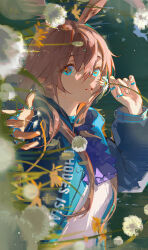 Rule 34 | 1girl, amiya (arknights), animal ears, arknights, ascot, black jacket, blowing, blue ascot, blue eyes, blurry, blurry foreground, brown hair, commentary request, dandelion, flower, grass, highres, hood, hooded jacket, jacket, jewelry, looking at viewer, multiple rings, on grass, open clothes, open jacket, outdoors, outstretched hand, rabbit ears, rabbit girl, ring, solo, thumb ring, upper body, yuyumu