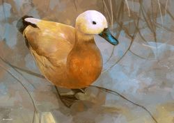 Rule 34 | animal focus, artist name, bird, black eyes, closed mouth, commentary request, duck, full body, no humans, nomiya (no 38), original, solo, standing, watermark