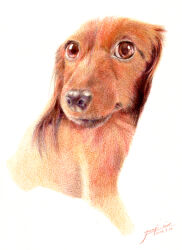 Rule 34 | animal focus, brown eyes, colored pencil (medium), dachshund, dated, dog, igaiga (igarashijunji), looking at viewer, no humans, original, realistic, signature, simple background, traditional media, white background