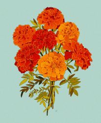 Rule 34 | blue background, bouquet, commentary, commission, english commentary, flower, highres, leaf, libbyframe, marigold, no humans, orange flower, original, plant, red flower, signature, simple background, still life, yellow flower