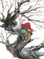 Rule 34 | 1girl, animal ears, barefoot, detached sleeves, from side, hakama, hakama skirt, hat, highres, in tree, inubashiri momiji, japanese clothes, pom pom (clothes), pororikin, red hakama, red hat, sitting, sitting in tree, skirt, solo, tail, tokin hat, touhou, tree, white background, white hair, wide sleeves, wolf ears, wolf tail