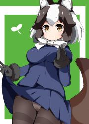 Rule 34 | 1girl, animal ears, berusa (berutoo), black hair, black pantyhose, blue skirt, blush, breasts, brown eyes, closed mouth, clothes lift, green background, kemono friends, large breasts, looking at viewer, multicolored hair, panties, panties under pantyhose, pantyhose, pantyshot, raccoon ears, raccoon girl, raccoon tail, short hair, simple background, skirt, skirt lift, smile, solo, tail, tanuki (kemono friends), thighband pantyhose, underwear, white hair