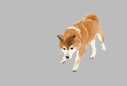 Rule 34 | animal, animal ears, animal focus, dog, dog ears, dog tail, grey background, highres, no humans, onobane, onobane (mogyugyu88), original, shiba inu, simple background, tail