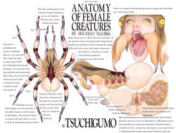 Rule 34 | 1girl, anatomy, anus, bug, fangs, arthropod girl, monster girl, pussy, shungo yazawa, spider, spider girl, what, x-ray