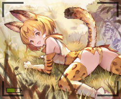 Rule 34 | 10s, 1girl, :d, animal ears, animal print, arm support, ass, bad id, bad pixiv id, blonde hair, blood, blush, bow, bowtie, brown eyes, cat ears, cat tail, commentary request, day, elbow gloves, from behind, gloves, grass, high-waist skirt, kemono friends, leopard print, looking at viewer, looking back, lying, multicolored clothes, multicolored gloves, multicolored hair, multicolored legwear, on stomach, open mouth, outdoors, panties, pepeto (cocoyuzumugi), serval (kemono friends), serval print, serval tail, shirt, short hair, skirt, sleeveless, sleeveless shirt, smile, solo, spread legs, streaked hair, tail, tareme, underwear, upskirt, viewfinder, white shirt, yellow panties