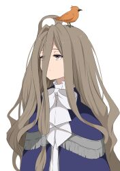 Rule 34 | 1girl, animal, animal on head, bird, blue capelet, bow, brown eyes, brown hair, capelet, closed mouth, commentary, expressionless, hair between eyes, half-closed eyes, highres, long hair, on head, sense (sousou no frieren), simple background, solo, sousou no frieren, symbol-only commentary, upper body, very long hair, white background, white bow, yasehattagi