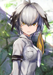 Rule 34 | 10s, 1girl, amamitsu kousuke, blurry, blurry background, bodystocking, breasts, grey shirt, head wings, kemono friends, long hair, looking at viewer, low ponytail, medium breasts, multicolored hair, necktie, shirt, shoebill (kemono friends), short sleeves, side ponytail, solo, wings, yellow eyes