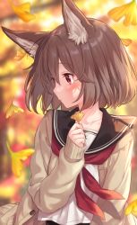 Rule 34 | 1girl, animal ear fluff, animal ears, autumn, black sailor collar, blurry, blurry background, brown cardigan, brown hair, cardigan, collarbone, commentary request, day, depth of field, falling leaves, fox ears, ginkgo leaf, highres, holding, holding leaf, jimmy madomagi, leaf, long sleeves, looking away, looking to the side, neckerchief, open cardigan, open clothes, original, outdoors, red eyes, red neckerchief, sailor collar, shirt, short hair, sleeves past wrists, solo, upper body, white shirt