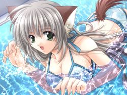 Rule 34 | 1girl, :d, animal ears, bikini, breasts, cleavage, dog ears, dog tail, dutch angle, floral print, game cg, green eyes, hinata (okaeshi beast!!), indoors, large breasts, long hair, non-web source, okaeshi beast!!, open mouth, partially submerged, pool, silver hair, smile, solo, swimming, swimsuit, tail, yamamoto kazue