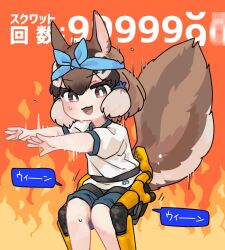 Rule 34 | 1girl, animal ears, bandana, brown eyes, brown hair, chipmunk ears, chipmunk girl, chipmunk tail, extra ears, fire, kemono friends, kemono friends v project, looking at viewer, open mouth, ribbon, shirt, short hair, shorts, siberian chipmunk (kemono friends), simple background, solo, squatting, sweat, t-shirt, tail, toki reatle, virtual youtuber