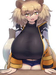 Rule 34 | :3, :d, alternate breast size, animal ears, black shirt, blonde hair, breasts, fang, highres, huge breasts, jacket, kemono friends, lion (kemono friends), lion ears, lion girl, lion tail, long hair, midriff, mo23, navel, open clothes, open jacket, open mouth, shirt, short shorts, shorts, simple background, smile, tail, white background, yellow eyes