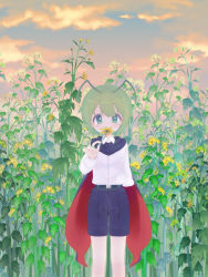 Rule 34 | 1girl, androgynous, antennae, black cape, black shorts, blush, cape, cloud, collared shirt, commentary request, day, feet out of frame, flat chest, flower, green eyes, green hair, holding, holding flower, kari (atsuki 565), long sleeves, looking at viewer, outdoors, red cape, shirt, short hair, shorts, solo, standing, sunflower, touhou, two-sided cape, two-sided fabric, white shirt, wriggle nightbug, yellow flower