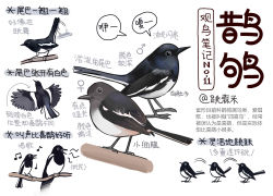 Rule 34 | animal, animal focus, bird, black eyes, chinese commentary, chinese text, closed mouth, commentary request, flying, from side, full body, garlica, highres, multiple views, music, musical note, no humans, open mouth, original, simple background, singing, translation request, white background