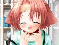 Rule 34 | 1girl, animal ears, bandaid, bandaid on face, bandaid on forehead, blush, child, collar, dog ears, facing viewer, fang, female focus, game cg, happy, hinata (pure pure), indoors, one eye closed, open mouth, pure pure, red hair, sakurazawa izumi, short hair, solo, upper body, wink