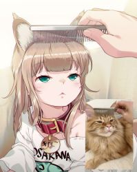 Rule 34 | 1girl, 40hara, animal collar, animal ear fluff, animal ears, aqua eyes, blonde hair, blunt bangs, brushing hair, cat ears, cat girl, clothes writing, collar, comb, commentary request, highres, holding, holding comb, jitome, kinako (40hara), long hair, original, photo-referenced, photo inset, print shirt, red collar, reference inset, shirt, solo focus