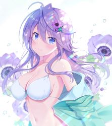 Rule 34 | 1girl, ahoge, anemone (flower), anemone (flower knight girl), aqua jacket, armpits, bare shoulders, bikini, blue eyes, breasts, cleavage, covered erect nipples, flower, flower knight girl, hair between eyes, hair flower, hair ornament, jacket, large breasts, long hair, long sleeves, looking at viewer, naruse mamoru, navel, off shoulder, open clothes, open jacket, purple flower, purple hair, smile, solo, stomach, string bikini, swimsuit, wet, white background, white bikini