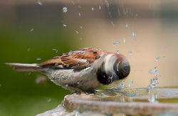 Rule 34 | bird, bird bath, drill, nature, photo (medium), solo, sparrow, spiral power, water